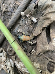 Sternotomis rufozonata