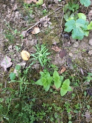 Plagiobothrys reticulatus