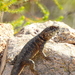 Etheridge's Lava Lizard - Photo (c) Guillermo Debandi, some rights reserved (CC BY), uploaded by Guillermo Debandi