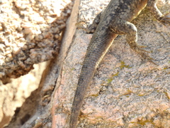 Tropidurus etheridgei