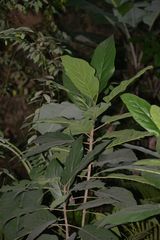 Ficus fistulosa