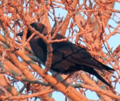 Corvus monedula