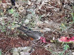 Turdus rufiventris