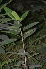 Ficus fistulosa