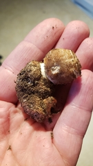 Chlorophyllum brunneum