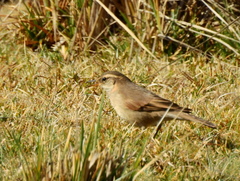 Cinclodes comechingonus