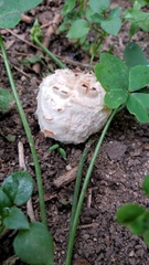 Chlorophyllum brunneum
