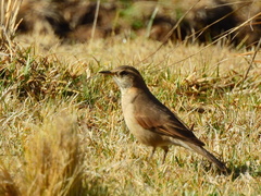 Cinclodes comechingonus