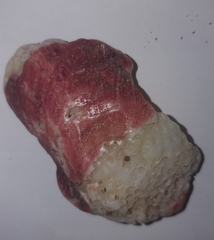 Spondylus gaederopus