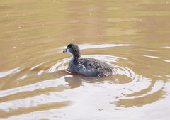 Fulica atra australis