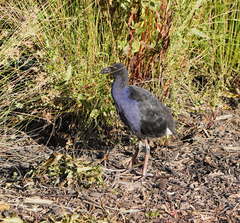 Porphyrio melanotus melanotus