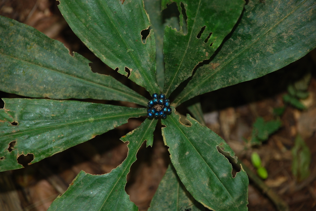 Pollia condensata; photograph (c) Andreas Schneider, some rights reserved (CC BY)