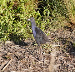 Porphyrio melanotus melanotus