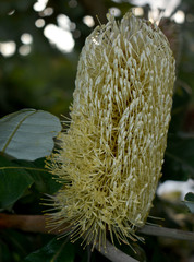 Banksia dentata