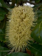 Banksia dentata