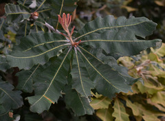 Banksia dentata