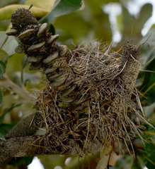 Banksia dentata