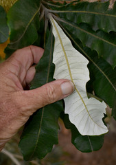 Banksia dentata