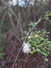 Anadenanthera colubrina cebil