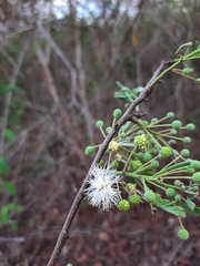 Anadenanthera colubrina cebil