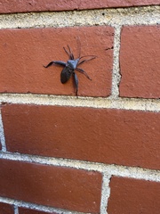 Acanthocephala femorata