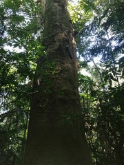 Albizia niopoides