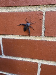 Acanthocephala femorata