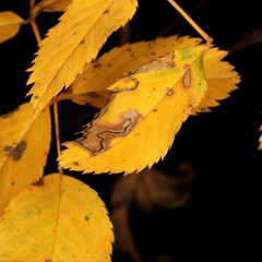 Stigmella anomalella