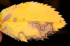 Stigmella anomalella