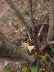Swartzia flaemingii psilonema
