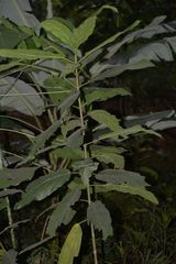 Ficus fistulosa