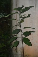 Ficus fistulosa