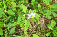 Solanum juvenale