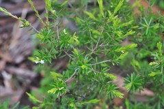 Styphelia leptospermoides