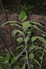 Ficus fistulosa