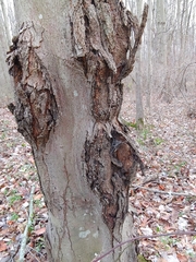 Neonectria ditissima