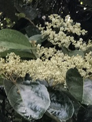 Commersonia bartramia