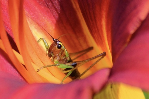 Black-sided Meadow Katydid photo 4