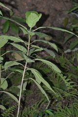 Ficus fistulosa