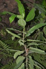 Ficus fistulosa