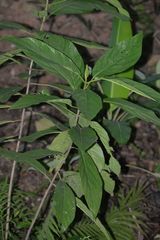 Ficus fistulosa