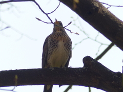 Turdus pilaris