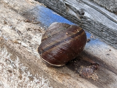 Helminthoglypta walkeriana