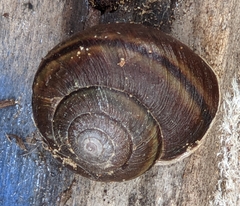 Helminthoglypta walkeriana