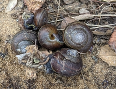 Helminthoglypta walkeriana