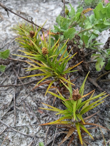 Cyperus pedunculatus iNat (3)