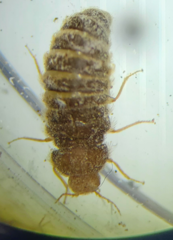 Thylodrias contractus