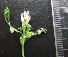 Fumaria parviflora