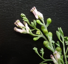 Fumaria parviflora