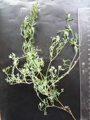 Fumaria parviflora